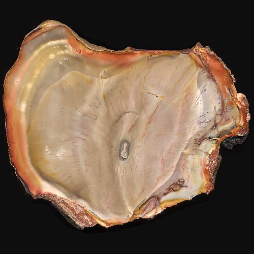 versteinertes Holz, Calamites, Schachtelhalm