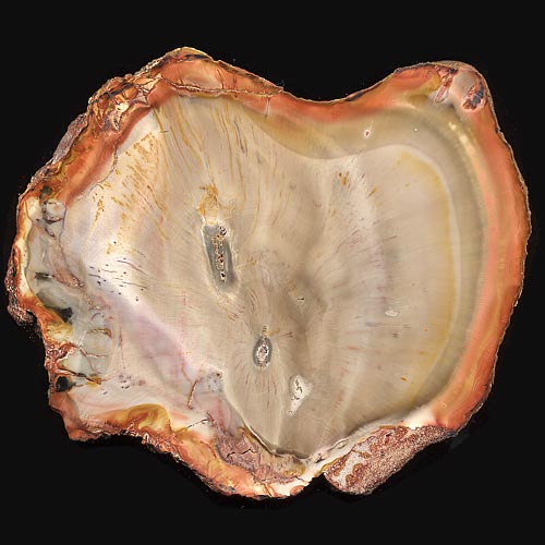 versteinertes Holz, Calamites, Schachtelhalm