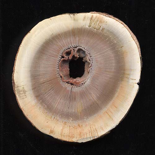 versteinertes Holz, Calamites, Schachtelhalm