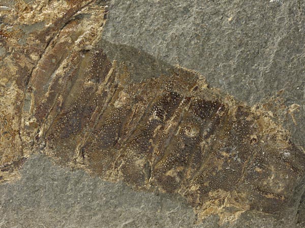 Panzerkrebs aus dem Posidonienschiefer von Holzmaden