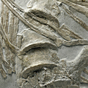 Knochen eines Fischsauriers aus dem Posidonienschiefer  von Holzmaden