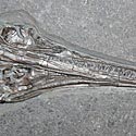 Fischsaurier aus dem Posidonienschiefer  von Holzmaden