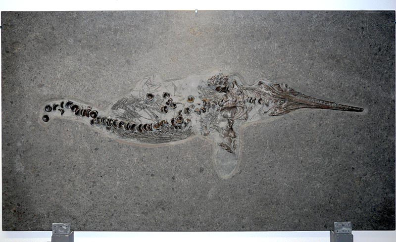 Fischsaurier aus dem Posidonienschiefer von Holzmaden