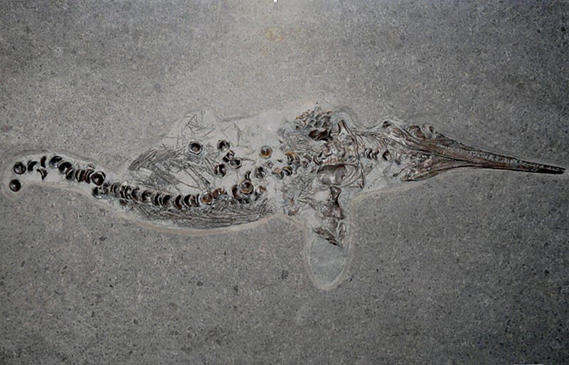 Fischsaurier aus dem Posidonienschiefer von Holzmaden