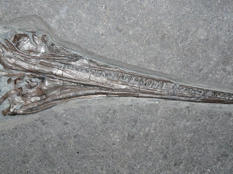 Fischsaurier aus dem Posidonienschiefer von Holzmaden