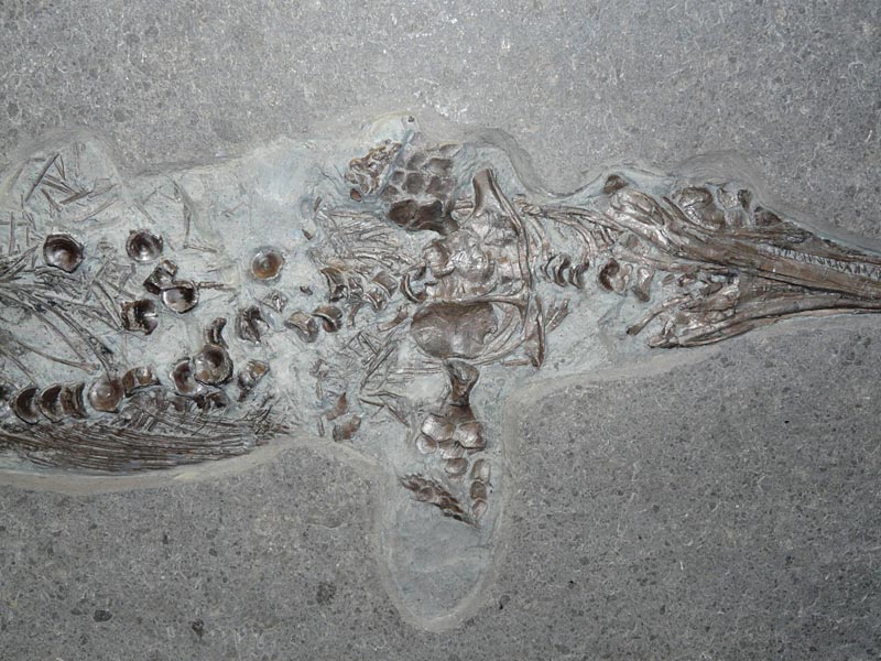 Fischsaurier aus dem Posidonienschiefer von Holzmaden