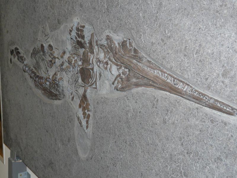 Fischsaurier aus dem Posidonienschiefer von Holzmaden