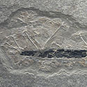 Fossilien aus Holzmaden in Museumsqualitt