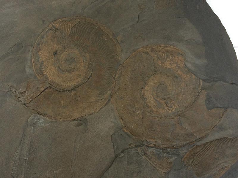 Ammonit aus dem Posidonienschiefer von Holzmaden