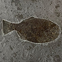 Schmelzschuppenfisch aus dem Posidonienschiefer von Holzmaden