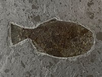 Schmelzschuppenfisch aus dem Posidonienschiefer von Holzmaden
