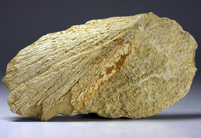 Strahlenkalk aus dem Steinheimer Becken