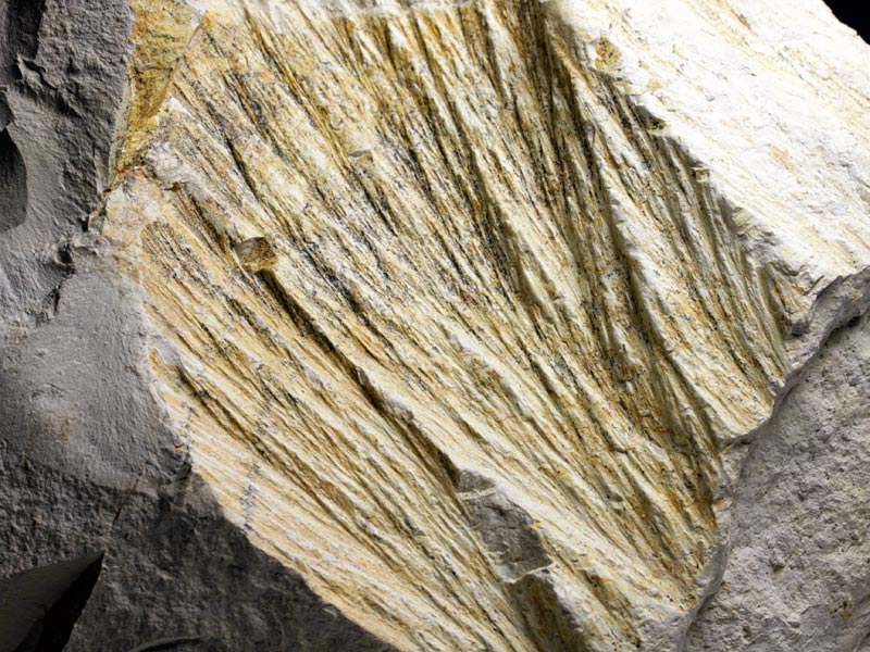 Strahlenkalk aus dem Steinheimer Becken