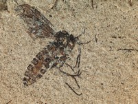 Zweiglügler (Diptera)