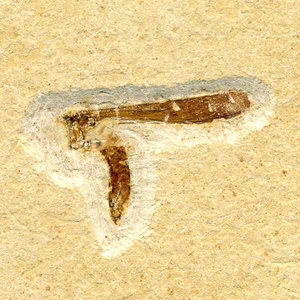 Insekten aus der Santana-Formation