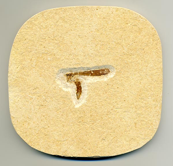 Insekten aus der Santana-Formation