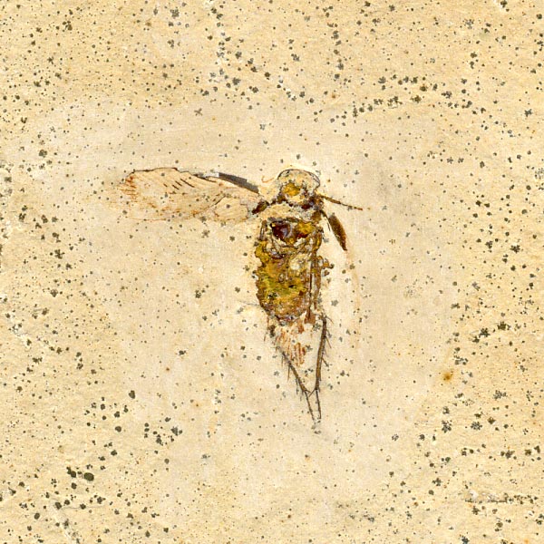Insekten aus der Santana-Formation