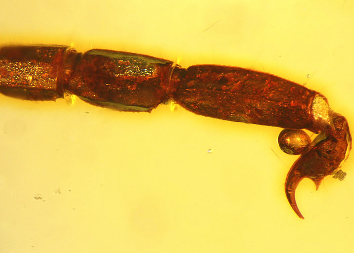 Kopal aus Madagaskar