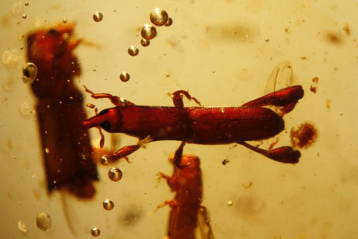 Kopal aus Madagaskar