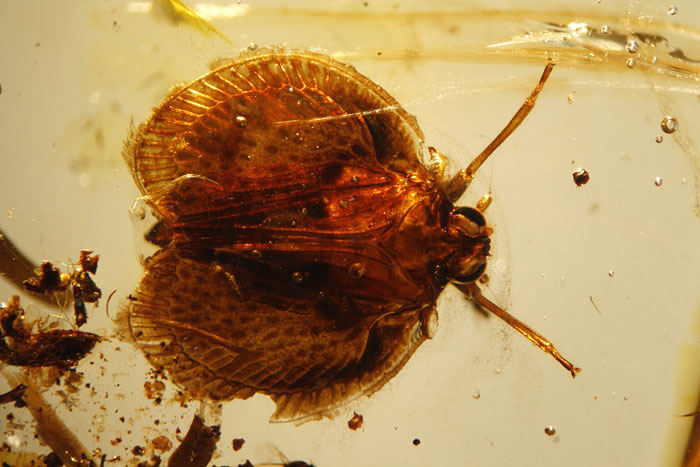 Kopal aus Madagaskar