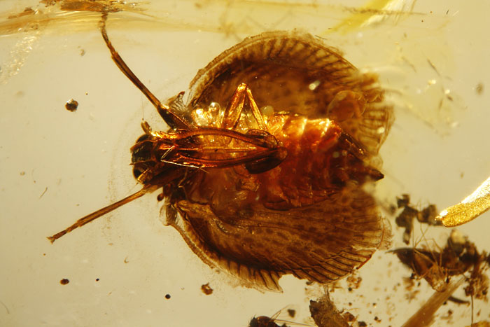 Kopal aus Madagaskar