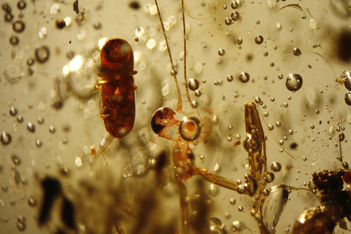 Kopal aus Madagaskar