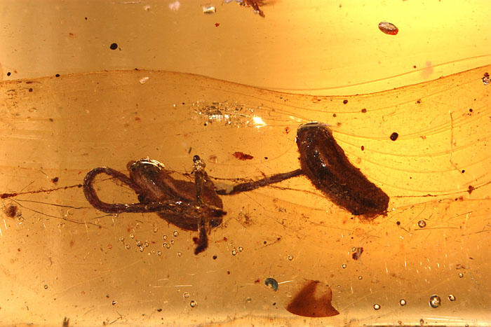 Kopal aus Madagaskar