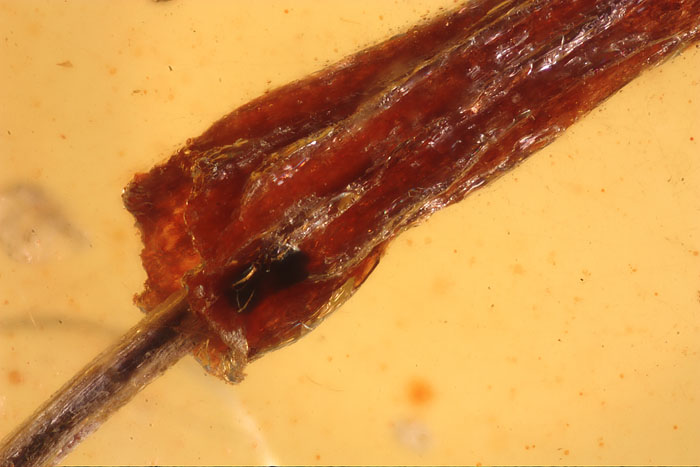 Kopal aus Madagaskar