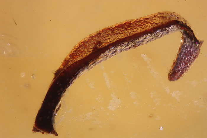 Kopal aus Madagaskar