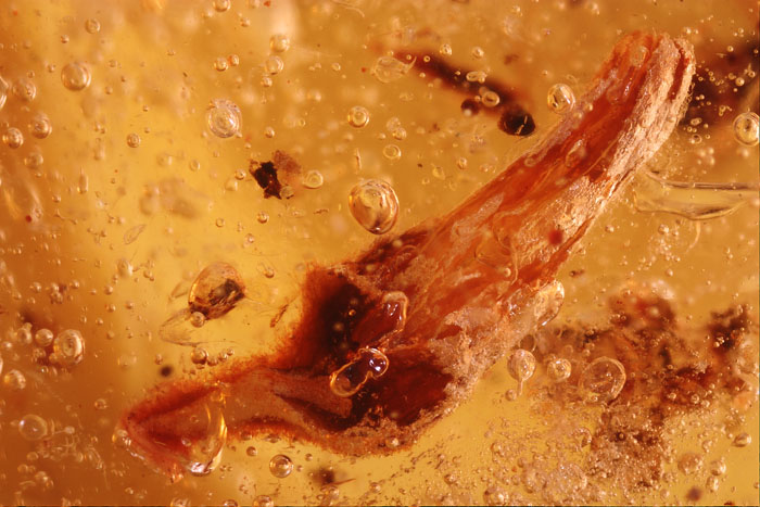 Kopal aus Madagaskar