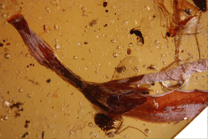 Kopal aus Madagaskar