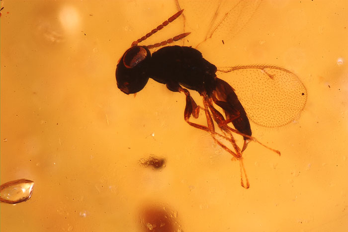 Kopal aus Madagaskar