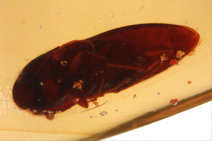 Kopal aus Madagaskar