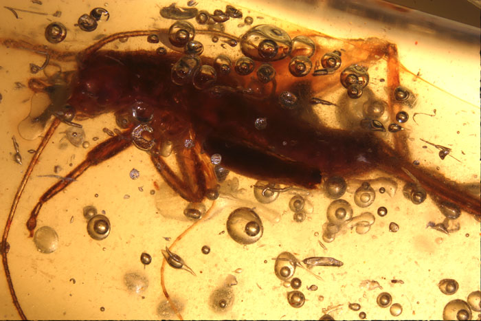 Kopal aus Madagaskar