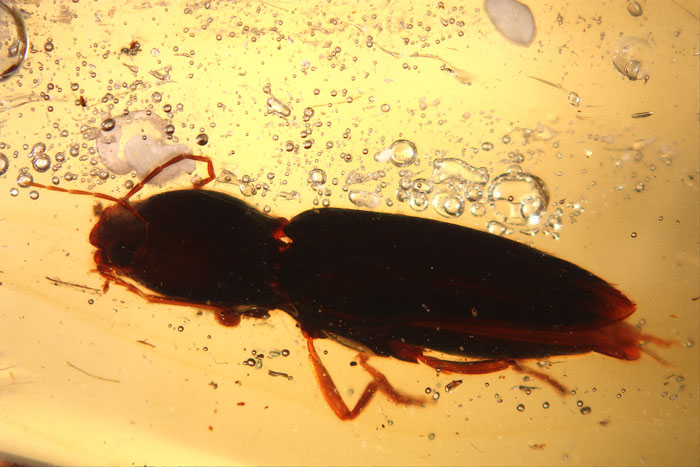 Kopal aus Madagaskar