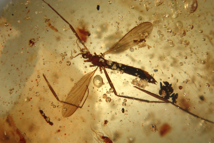Kopal aus Madagaskar