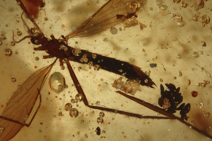 Kopal aus Madagaskar