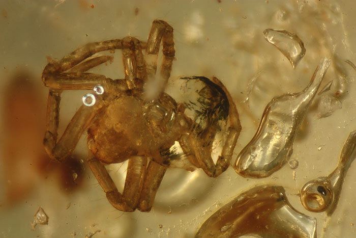 Kopal aus Madagaskar