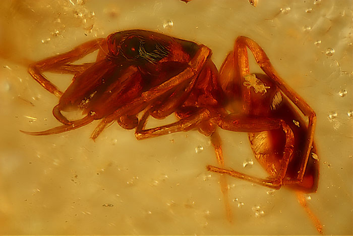 Kopal aus Madagaskar
