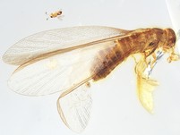 Termite, Käfer