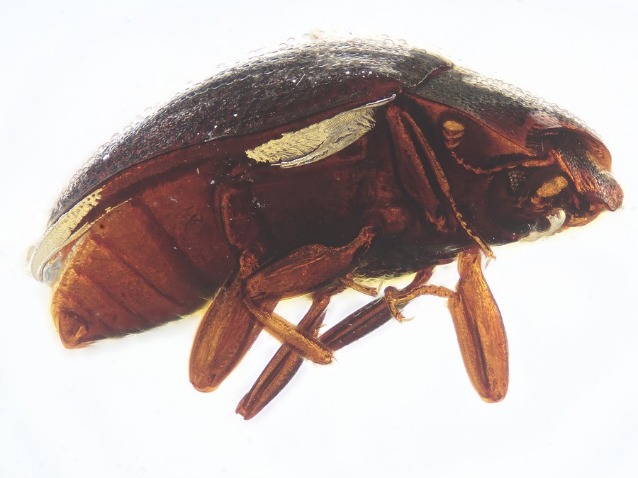 Termite, Käfer