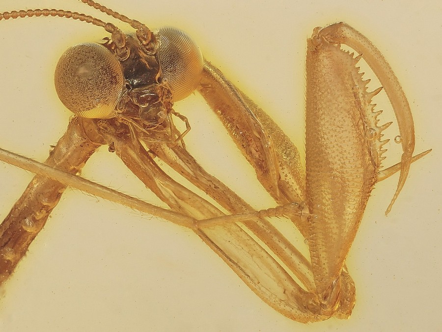 Große Rarität: Teil einer Mantispidae