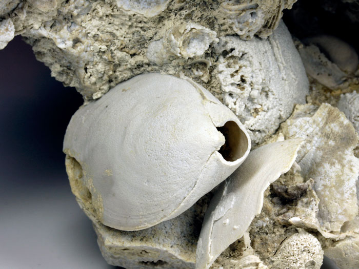 Korallenstufe aus Nattheim