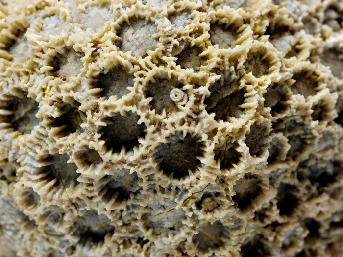 Korallenstufe aus Nattheim