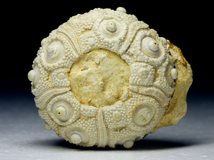 Korallenstufe aus Nattheim