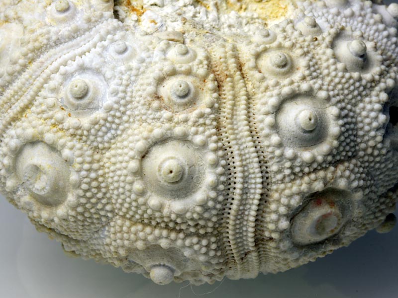 Seeigel aus Nattheim