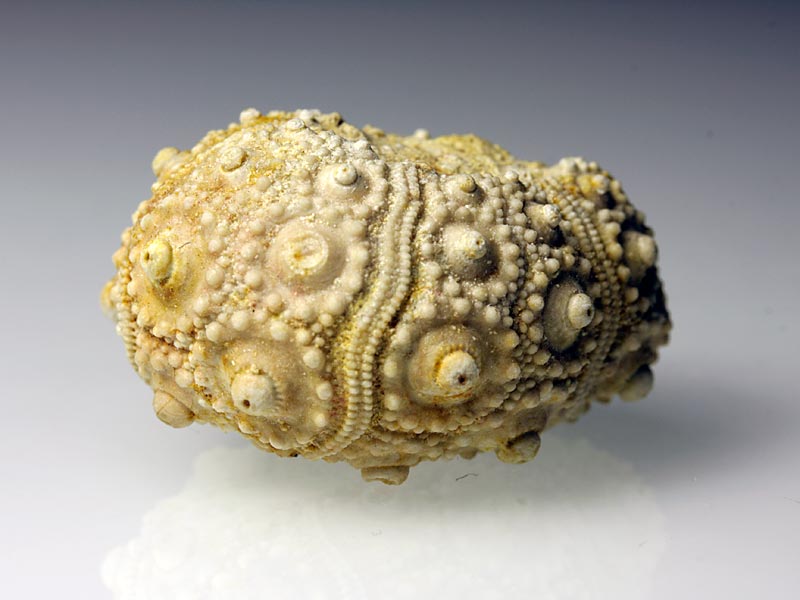 Seeigel aus Nattheim