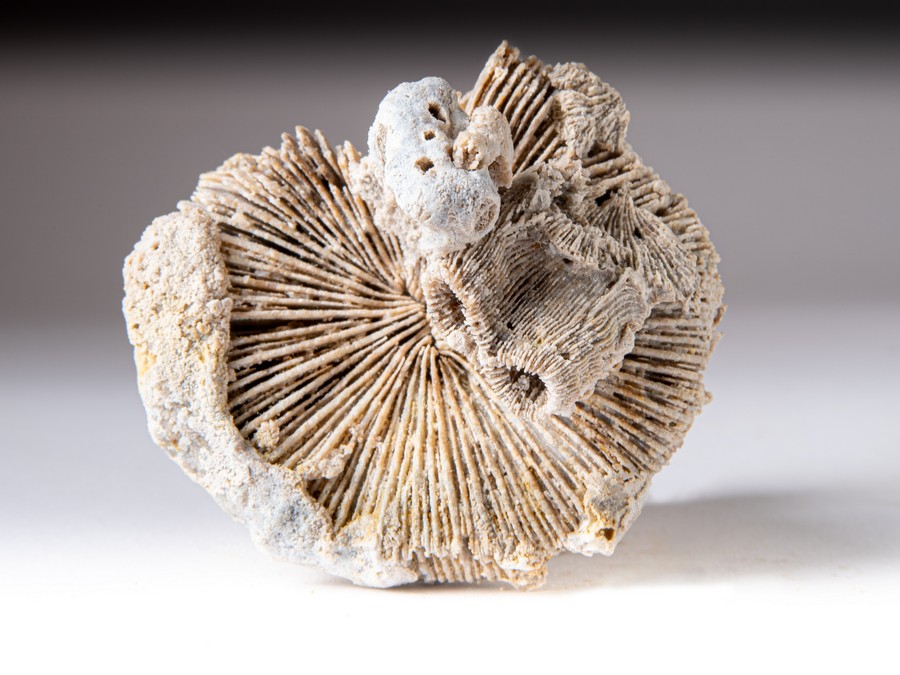 Einzelkoralle - Montlivaltia