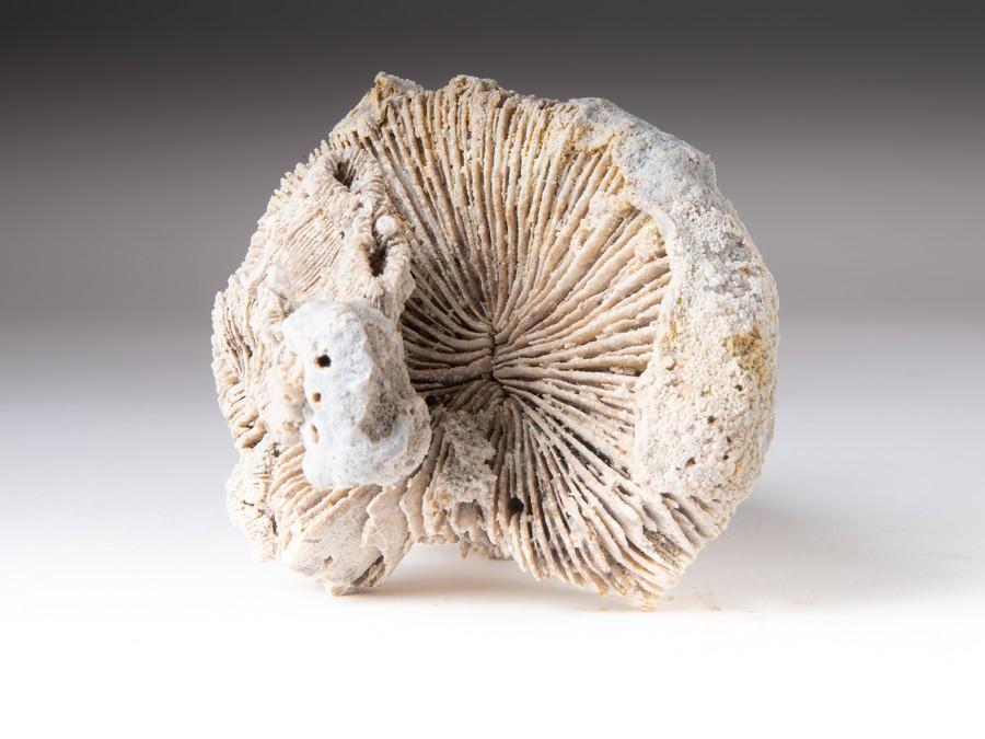 Einzelkoralle - Montlivaltia