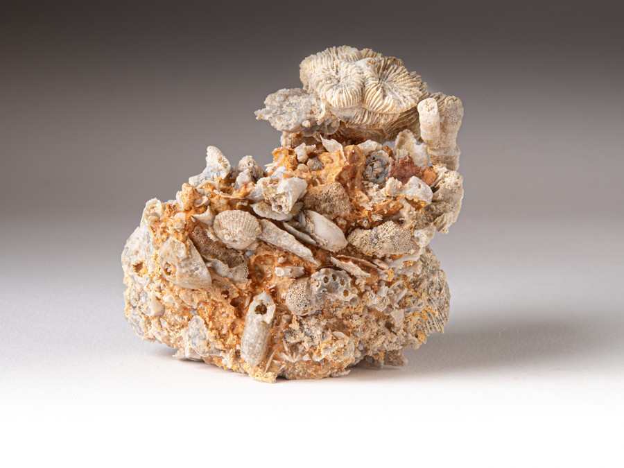 Astkoralle - Thecosmilia